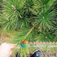 低價出售10-40公分黑松，油松地面