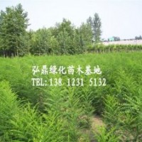 供應國槐小苗，國槐小苗價格，國槐小苗品種齊全