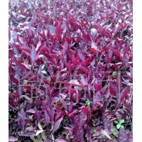 低價(jià)出售苗木紅貴妃，紅草十萬株