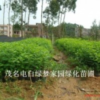 供應鐵冬青（白銀木）小苗