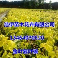 金葉復(fù)葉槭
