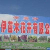 出售 紫葉稠李 金葉復(fù)葉槭 五角楓 密枝紅葉李 小苗