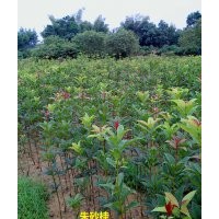 供應(yīng)1米-1米2高優(yōu)質(zhì)大紅朱砂桂移栽小苗
