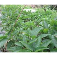 成都黃葛樹(shù)苗出售