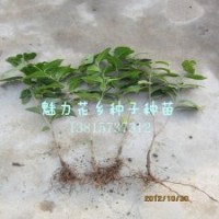 基地直銷(xiāo)臘梅小苗蠟梅苗江蘇苗圃供應(yīng)臘梅花苗
