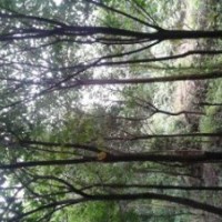 香樟 重陽(yáng)木 女貞 垂柳