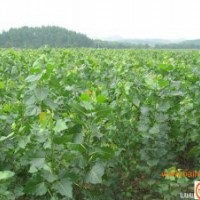 出售五角楓、杜仲苗、新疆楊、桐樹苗，杜梨苗、花椒苗、毛白楊