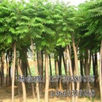 金葉榆海源苗木
