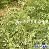 季節(jié)供應(yīng)柳杉苗