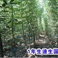 那里有國槐苗