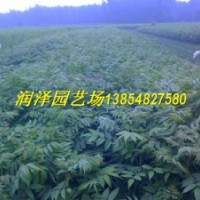 供應香椿苗，大棚香椿苗，香椿苗培育基地