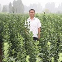 供應木槿小苗，國槐小苗，白蠟小苗，五角楓小苗，楸樹小苗