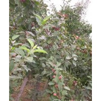 1-2公分大葉北美現(xiàn)有1-2公分大葉北美海棠20萬棵，珠穆朗瑪10萬棵