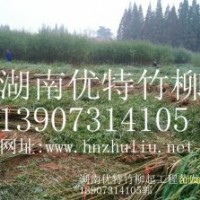 速生柳工程苗