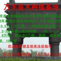 專(zhuān)供4---15法桐