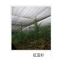 供應(yīng)紅豆杉，桂花樹，羅漢松