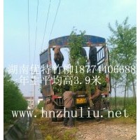 竹柳3號(hào)工程苗