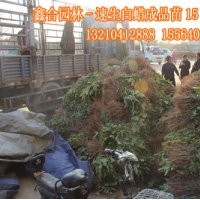 供應(yīng)速生白蠟小苗300萬棵、惠民速生白蠟小苗基地