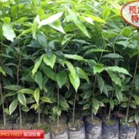 供應(yīng)沉香苗