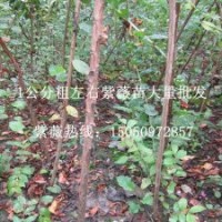 花木之鄉(xiāng)專業(yè)批發(fā)1公分粗紫薇苗紫薇花苗百日紅樹包成活發(fā)貨