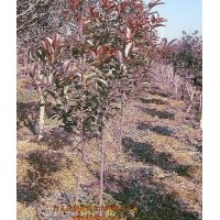供應(yīng)100-160cm紅葉石楠