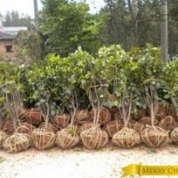 批發(fā)茶花球 湖南茶花球價(jià)格 精品茶花球價(jià)格 茶花球基地批