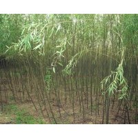 金絲垂柳 速生柳