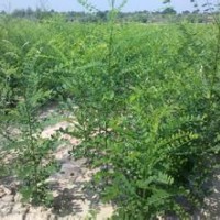 1年生國槐小苗、大量供應(yīng)、價格優(yōu)惠