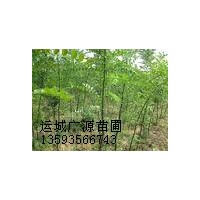 國槐小苗出售、一年生國槐小苗低價(jià)供應(yīng)