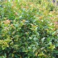 紅皮榕小苗批發(fā)