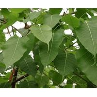 菩提樹小苗批發(fā)