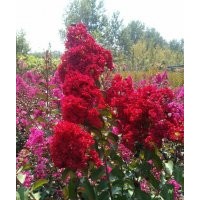 美國(guó)紅火箭紫薇小苗批發(fā)