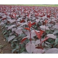 長春密枝紅葉李、出售紫葉稠李、王族海棠