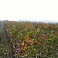河南高桿紅葉石楠供應(yīng)
