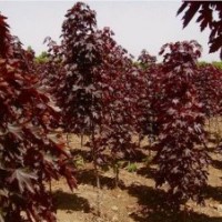 紅葉白蠟樹(shù)_價(jià)格0.5元