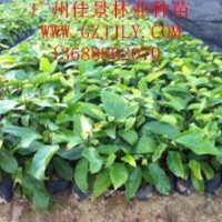 廣州佳景林業(yè)種苗苗圃供應(yīng)蘋婆種苗小袋苗，質(zhì)優(yōu)價惠