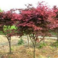 0.8-1米高嫁接紅楓苗大量批發(fā)貨源充足庭院最美觀賞彩葉樹