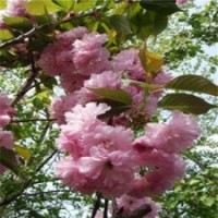 重瓣櫻花樹苗庭院觀花苗木櫻花樹苗1米高粉色櫻花小苗