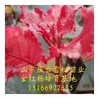 金紅楊特點(diǎn)及金紅楊開(kāi)發(fā)前景