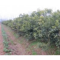 長期大量供應(yīng)各種規(guī)格香泡苗