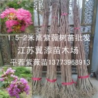 2米高紫薇樹苗批發(fā)二年生平茬紫薇苗價格