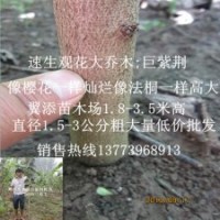 巨紫荊樹苗為什么很值錢僅僅是因為長的快嗎