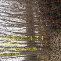 供應山東 楊樹 0.5-6公分