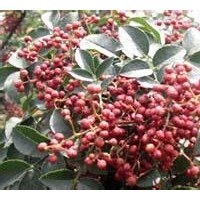 花椒苗 刺槐苗 側柏苗 油松苗 白皮松苗