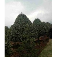 出售桂花、紫薇、羅漢松、金絲楠木、