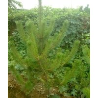 大量供應一米高黑松容器苗 價格1元 保證質(zhì)量