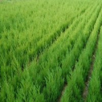 大量供應(yīng)蜀檜、龍柏、