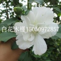 經(jīng)濟(jì)價(jià)值較高白花重瓣木槿苗批發(fā)1-3公分粗木槿花苗大量批發(fā)