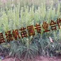 供應(yīng)20-50公分營養(yǎng)杯華山松小苗，華山松小苗價格，山西華山松價