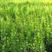 大量供應(yīng)30—60衛(wèi)矛、大葉黃楊、小葉黃楊、金葉女貞。
